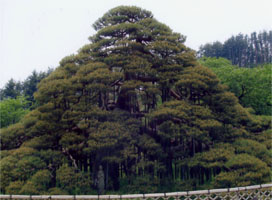 萬休院･長松寺の「舞鶴の松」