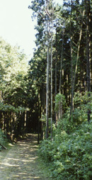箱根西坂の杉並木