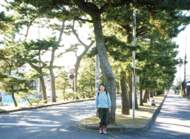 舞阪の松並木