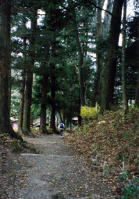 奈良井の杉並木